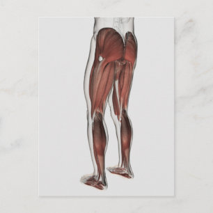 Carte Postale Anatomie Musculaire Masculine Des Jambes Humaines