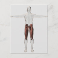 Anatomie Musculaire Masculine Des Jambes Humaines,