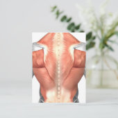Carte Postale Anatomie Musculaire Masculine Du Dos Humain 1 (Debout devant)