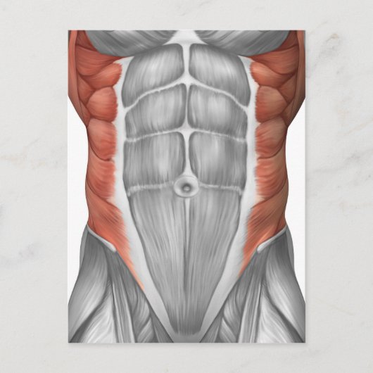 Carte Postale Anatomie Musculaire Masculine Du Mur Abdominal (Devant)