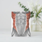 Carte Postale Anatomie Musculaire Masculine Du Mur Abdominal (Debout devant)