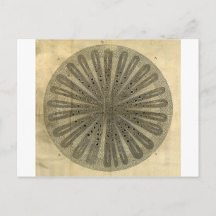 Carte Postale Anatomie Plante vintage