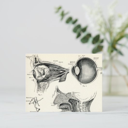 Carte Postale Anatomie - Sens humains (Debout devant)