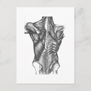 Carte Postale Anatomie vintage
