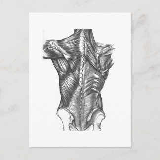 Carte Postale Anatomie vintage