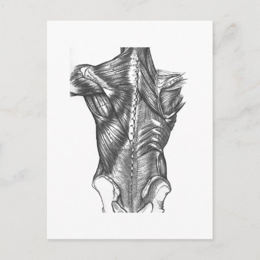 Carte Postale Anatomie vintage (Devant)