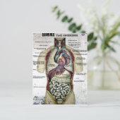 Carte postale Anatomie vintage (Debout devant)