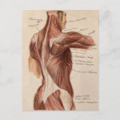 Carte Postale Anatomie vintage (Devant)