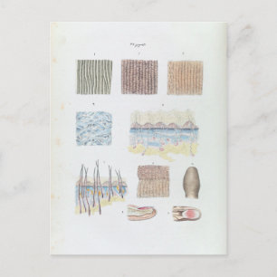 Carte Postale Anatomie vintage de la peau et des ongles des chev