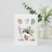 Carte Postale Anatomie vintage de l'oreille humaine (Debout devant)