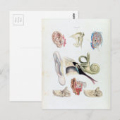 Carte Postale Anatomie vintage de l'oreille humaine (Devant / Derrière)