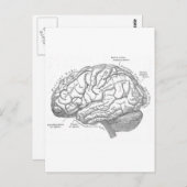 Carte Postale Anatomie vintage du cerveau (Devant / Derrière)