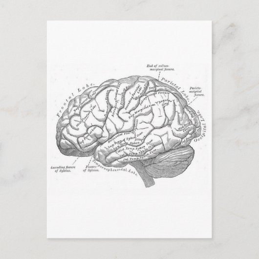 Carte Postale Anatomie vintage du cerveau (Devant)