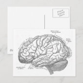 Carte Postale Anatomie vintage du cerveau (Devant / Derrière)
