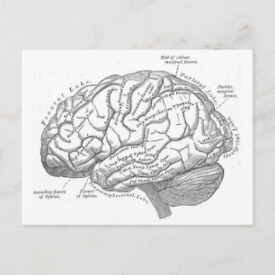 Carte Postale Anatomie vintage du cerveau