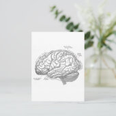 Carte Postale Anatomie vintage du cerveau (Debout devant)