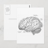 Carte Postale Anatomie vintage du cerveau (Devant / Derrière)
