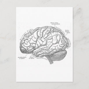 Carte Postale Anatomie vintage du cerveau