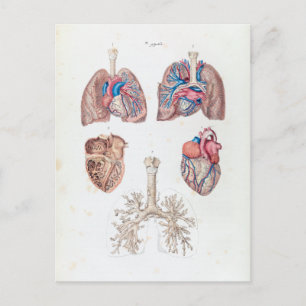 Carte Postale Anatomie vintage du coeur et des poumons humains