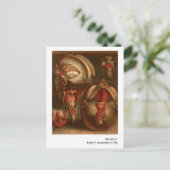 Carte Postale Anatomie vintage | Tête et cou (Debout devant)