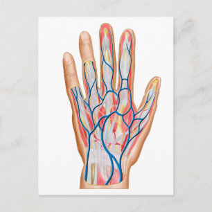 Carte Postale Anatomy Of Back Of Human Hand
