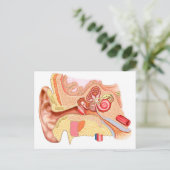 Carte Postale Anatomy Of Human Ear (Debout devant)