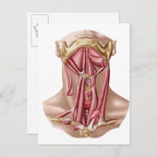 Carte Postale Anatomy Of Human Hyoid Bone And Neck Muscles (Devant / Derrière)