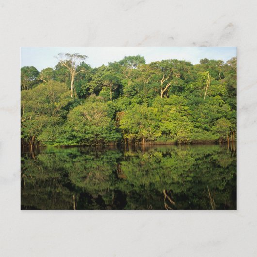 Carte Postale Anavilhanas, Amazonas, Brésil. Rainforest (Devant)