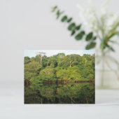 Carte Postale Anavilhanas, Amazonas, Brésil. Rainforest (Debout devant)