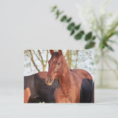 Carte Postale ANB Gotalil Gumption (Debout devant)