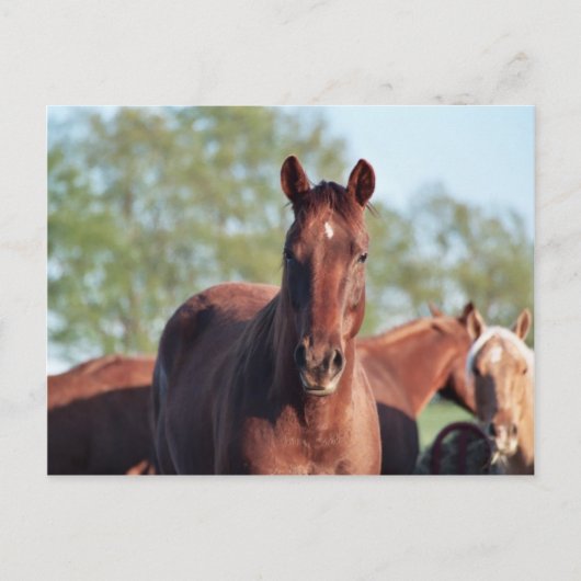 Carte Postale ANB Gotalil Gumption (Devant)