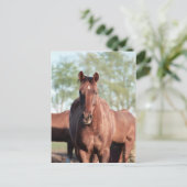 Carte Postale ANB Gottalil Gumption (Debout devant)