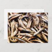 Carte Postale Anchois européens (Devant / Derrière)