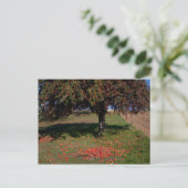Carte Postale Ancien arbre à pomme (Debout devant)