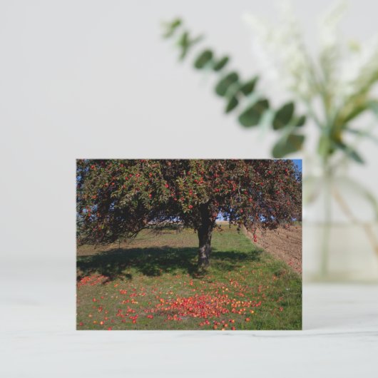 Carte Postale Ancien arbre à pomme (Debout devant)
