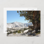 Carte Postale Ancien arbre du parc national Yosemite (Devant / Derrière)