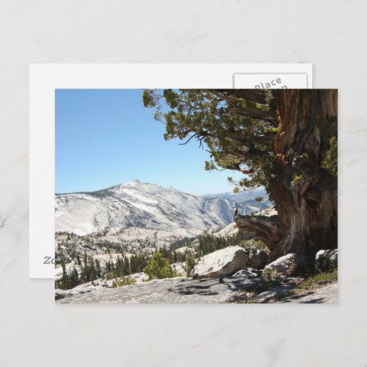 Carte Postale Ancien arbre du parc national Yosemite (Devant / Derrière)
