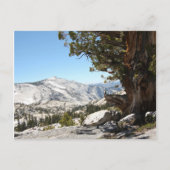 Carte Postale Ancien arbre du parc national Yosemite (Devant)
