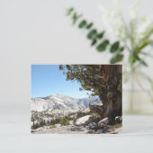 Carte Postale Ancien arbre du parc national Yosemite (Debout devant)