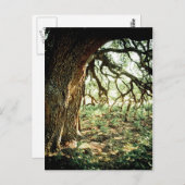 Carte Postale Ancien chêne (Devant / Derrière)