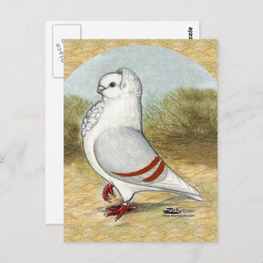 Carte Postale Ancien Chien allemand Pigeon dans la ronde (Devant / Derrière)