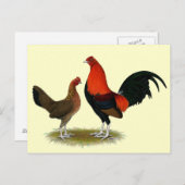 Carte Postale Ancien jeu anglais Bantams : Paire rouge BB (Devant / Derrière)