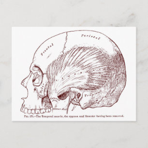 Carte Postale Ancien Muscle temporel de dessin Médicale
