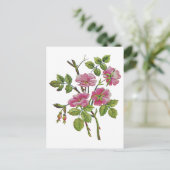 Carte Postale Ancien Rose anglais brodé rose (Debout devant)