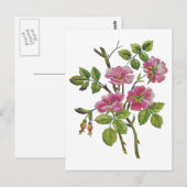 Carte Postale Ancien Rose anglais brodé rose (Devant / Derrière)