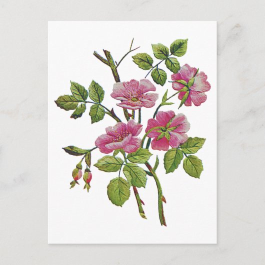 Carte Postale Ancien Rose anglais brodé rose (Devant)