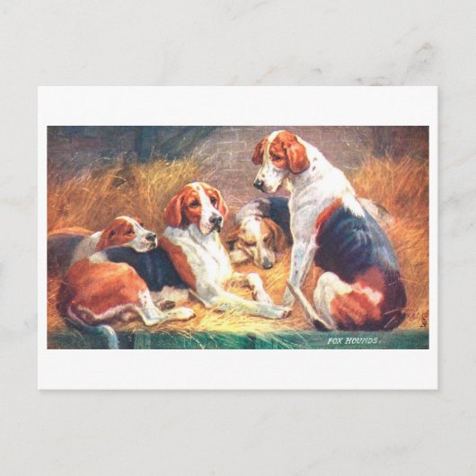 Carte postale ancienne de chiens de chasse renards (Devant)