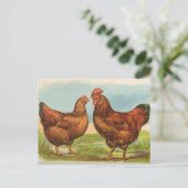 Carte postale ancienne de poule Rhode Island Red (Debout devant)