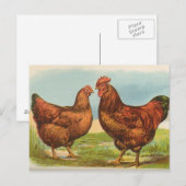 Carte postale ancienne de poule Rhode Island Red (Devant / Derrière)