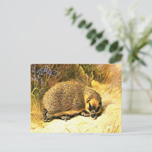 Carte Postale Ancienne - Hérisson (Debout devant)